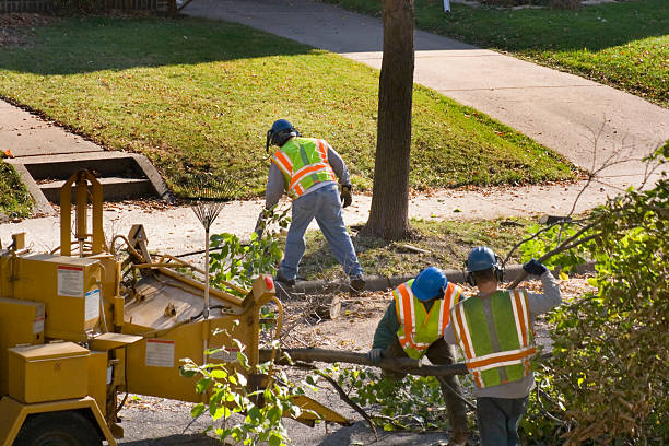 Best Tree Trimming and Pruning  in Wharton, TX